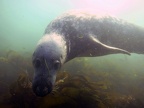 Diving the Farnes (Seals Baby!!!)