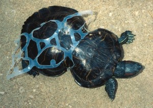 peanut-deformed-turtle-six-pack-ring-1-537x380