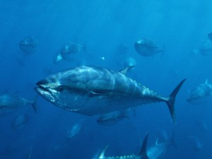 Pacific bluefin tunas, Mexico