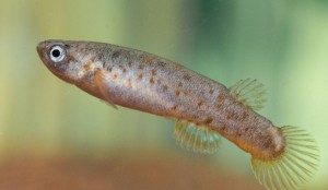 Kryptolebias-marmoratus-954x553