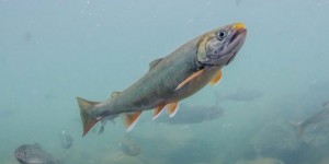 forel1