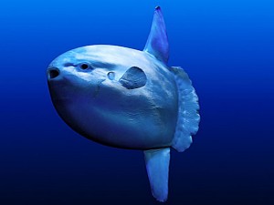 Mola_mola